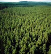 Forestry & Timber Grading